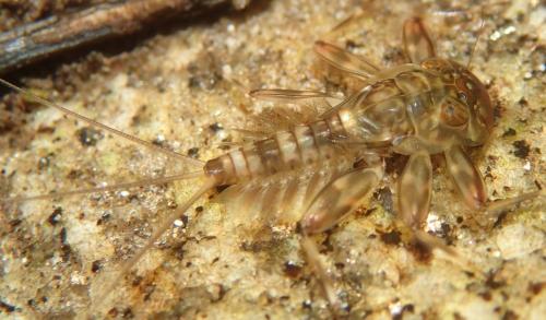 Ecdyonurus sp.